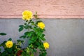 yellow roses bush at a wall