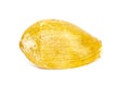 Image of yellow shell on a white background. Undersea Animals. Sea Shells