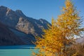 Image of yellow tree with mountains and water surface behind in Saas-Fee, Switzerland