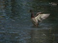 A duck takes off above the surface of the pond Royalty Free Stock Photo