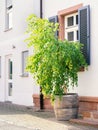 young birch tree in a big pot