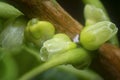 Young buds sprouting from the stem.