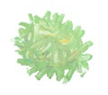 Corona virus green