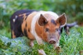 Young colourful pigling on a green grass