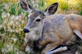 A young deer laying in a field near Whitehorse, Yukon.