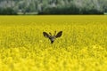 Young Deer in Yellow Canola Field