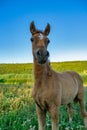 Image of young foal