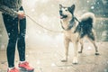 Image of young girl running with her dog, alaskan malamute Royalty Free Stock Photo