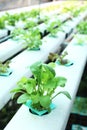 Hydroponics vegetable