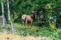 Young Female Elk Rocky Mountain National Park Royalty Free Stock Photo