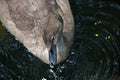 CLOSE VIEW OF IMMATURE YOUNG GREY SWAN`S HEAD AND FACE Royalty Free Stock Photo