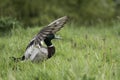 Mallard duck wearing wings like a hat