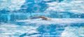 Image of a young man swimming in free style the pool Royalty Free Stock Photo