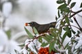 Orange Robin and Red Rowan Berries