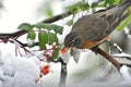 Orange Robin and Red Rowan Berries