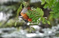 Orange Robin and Red Rowan Berries