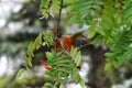 Orange Robin and Red Rowan Berries