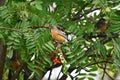 Orange Robin and Red Rowan Berries