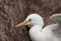 Young Snowy Egret