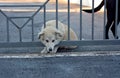 Image of a young white puppy dog looking behind fence bars Royalty Free Stock Photo