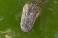 Image of a young crocodile`s head in the water Royalty Free Stock Photo