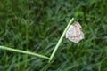 Ypthima striata butterfly perched on weed stem