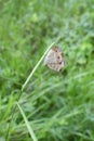 Ypthima striata butterfly perched on weed stem