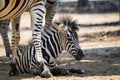 Image of an zebra baby on ground. Royalty Free Stock Photo