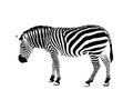 Image of a zebra