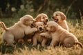 A group of golden retriever puppies playfully tumbling over one another in a grassy field, joyful expressions , ai generative