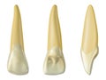 Maxillary lateral incisor tooth in the buccal, palatal and lateral views. Realistic 3d illustration of maxillary lateral incisor t