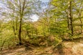 Imagen of a magic autumn day in the forest