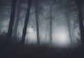 Forest, Navigating a Spooky Halloween Night in the Misty Foggy Forest Landscapes Royalty Free Stock Photo