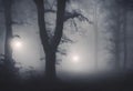 Navigating a Spooky Halloween Night in the Misty Foggy Forest, v6 Royalty Free Stock Photo