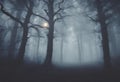 Navigating a Spooky Halloween Night in the Misty Foggy Forest, v2 Royalty Free Stock Photo