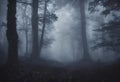 Navigating a Spooky Halloween Night in the Misty Foggy Forest Royalty Free Stock Photo