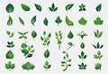 Set of green leaves of plants and trees for logo and designs v9