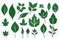 Set of green leaves of plants and trees for logo and designs v3 Royalty Free Stock Photo