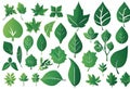Set of green leaves of plants and trees for logo and designs, edits v9 Royalty Free Stock Photo