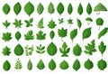 Set of green leaves of plants and trees for logo and designs, edits v8 Royalty Free Stock Photo