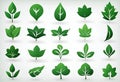 Set of green leaves of plants and trees for logo and designs, edits v7 Royalty Free Stock Photo