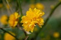 Beautiful yellow flowers on a bokeh background Royalty Free Stock Photo