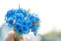 Images of a bouquet of cornflowers against the backdrop of the setting sun. Macro photography