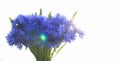 Images of a bouquet of cornflowers against the backdrop of the setting sun. Macro photography