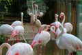 The images of flamingos at the zoo in Thailand,Asia.