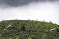 The fog of Dalat plateau lands, Vietnam part 2 Royalty Free Stock Photo