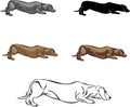 Dachshund, dachshund figure, vector, different positions