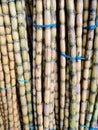 Images of a homegrown sugarcane tree