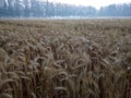 Wheat Royalty Free Stock Photo