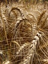 Wheat Royalty Free Stock Photo